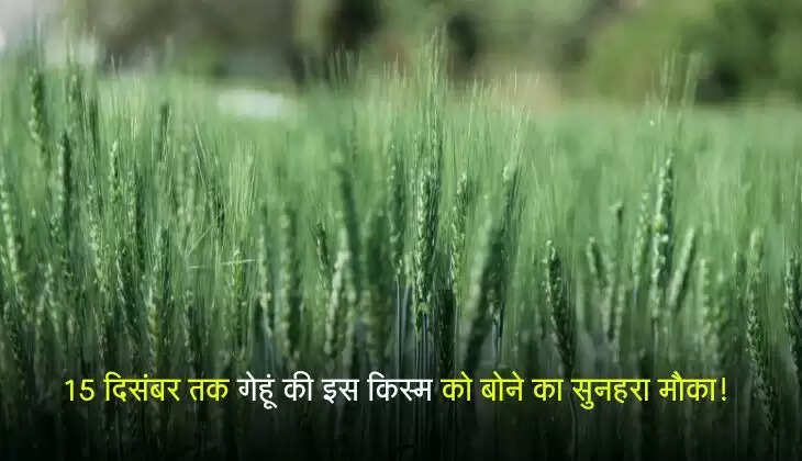 15 दिसंबर तक होगी जमकर पैदावार, गेहूं की इस किस्म को बोने का सुनहरा मौका!
