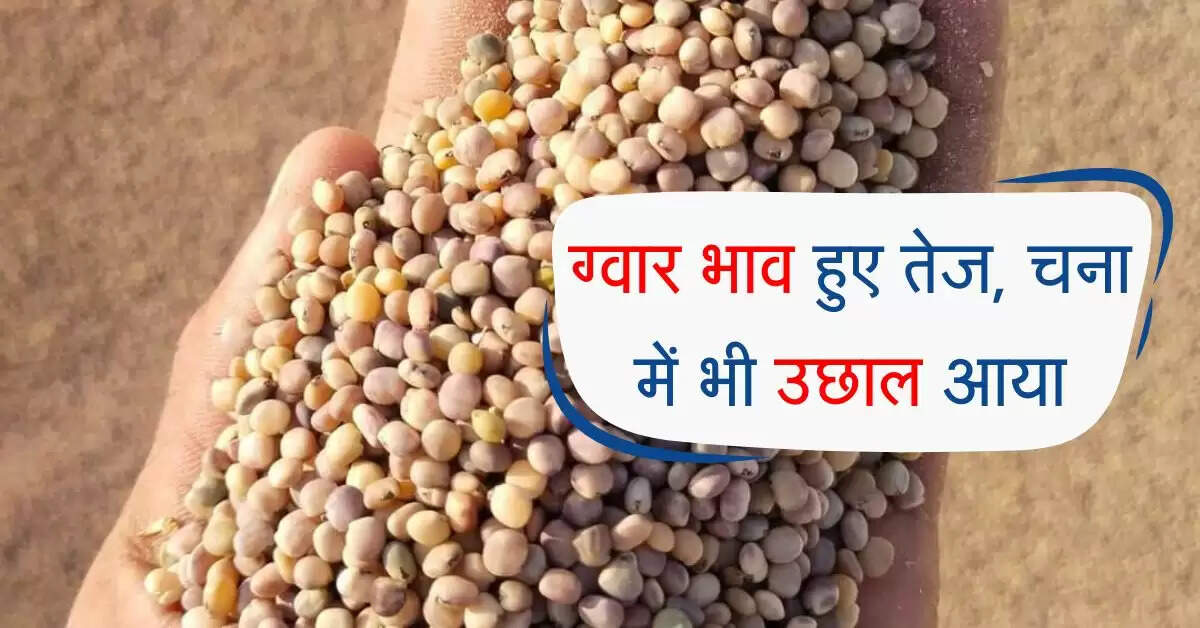 Bikaner Mandi ka bhav: ग्वार भाव हुए तेज, चना में&nbsp;भी&nbsp;उछाल&nbsp;आया