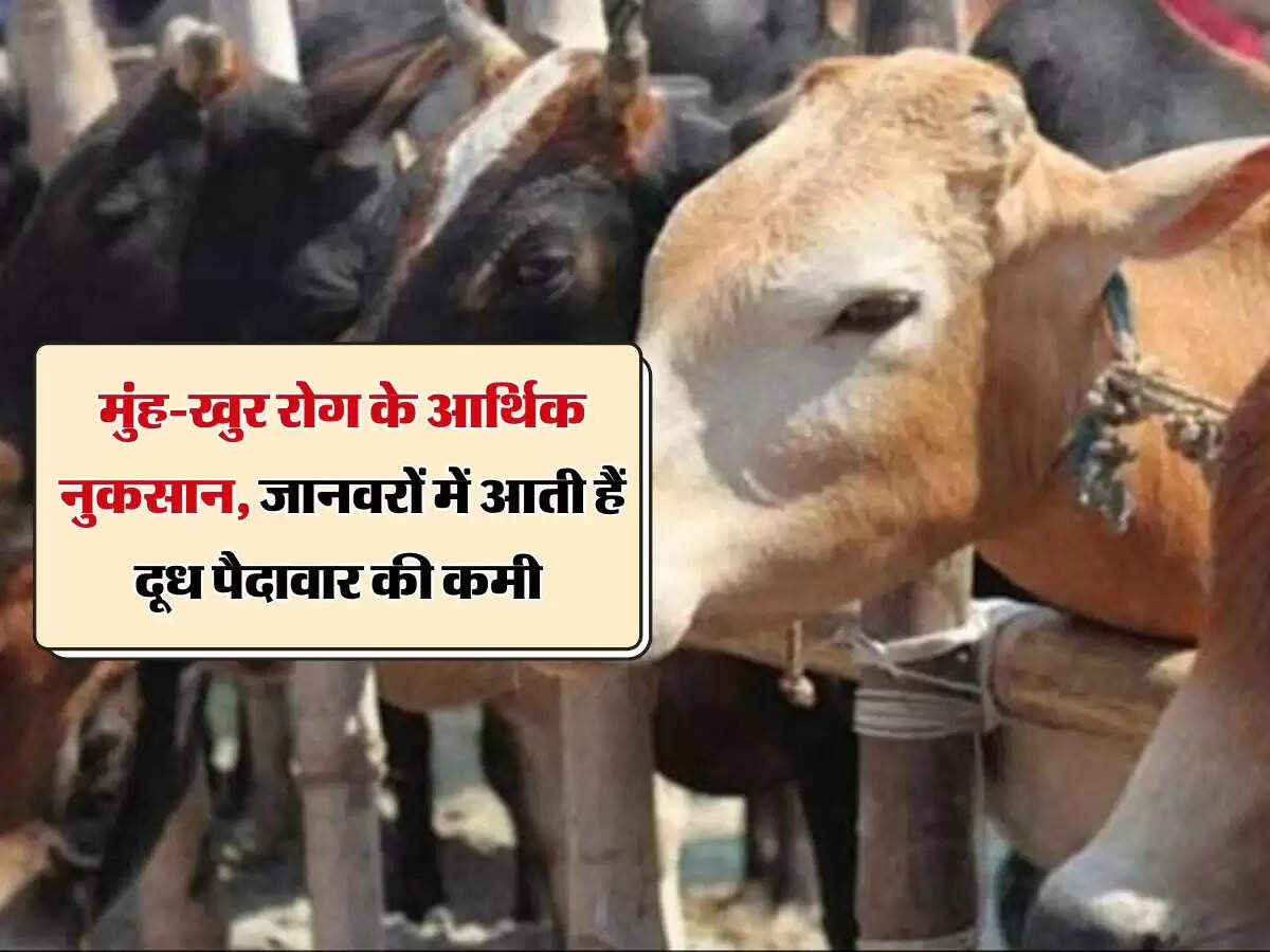 मुंह-खुर रोग के आर्थिक नुकसान, जानवरों में आती हैं दूध पैदावार की कमी