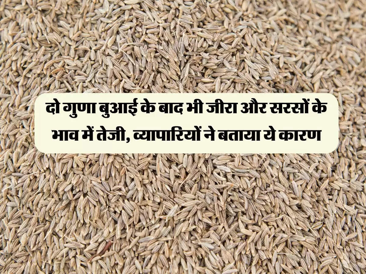 दो गुणा बुआई के बाद भी जीरा और सरसों के भाव में तेजी, व्यापारियों ने बताया ये कारण