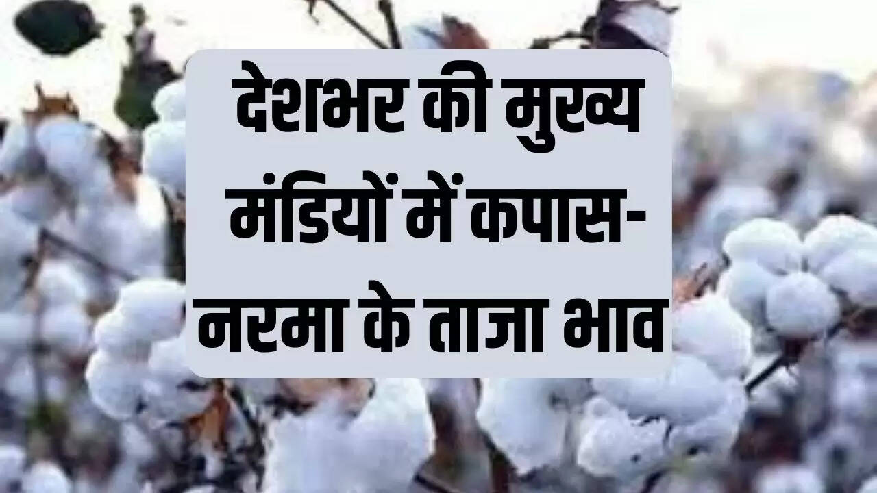 नरमा मंडी भाव