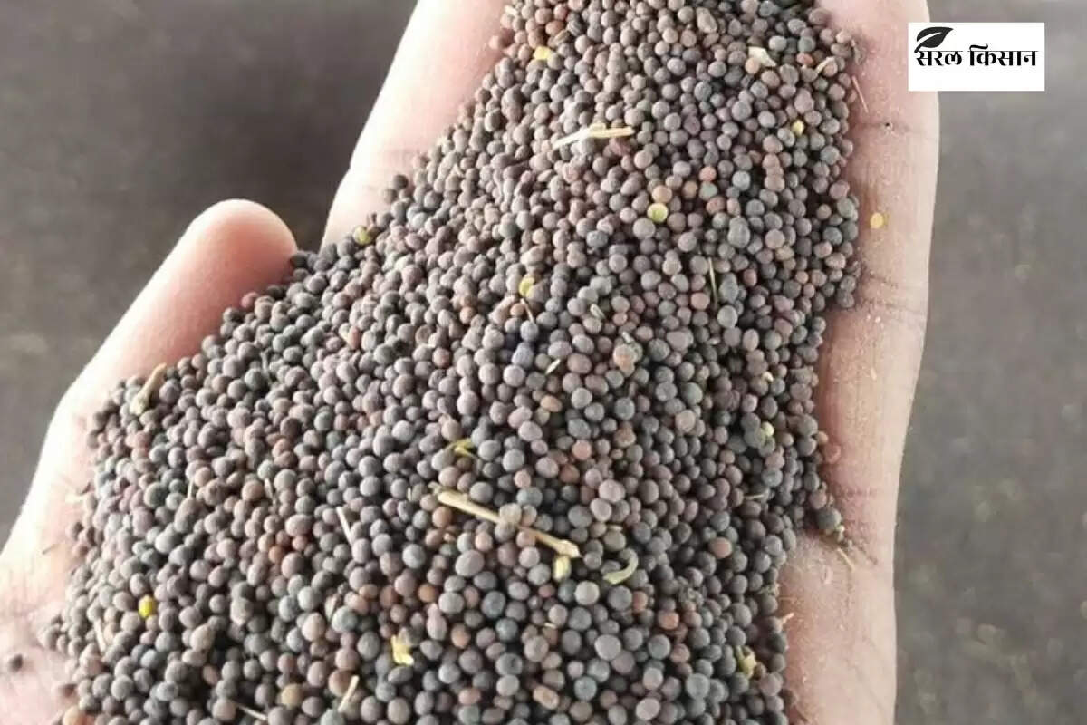 Aaj Ka Sarso Bhav 7 January 2026: सरसों के भाव में आज रहा हल्का उतार-चढ़ाव, देखें विस्तृत रिपोर्ट