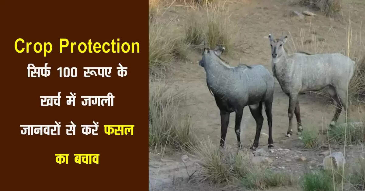 Crop Protection: सिर्फ 100 रूपए के खर्च में जगली जानवरों से करें&nbsp;फसल&nbsp;का&nbsp;बचाव