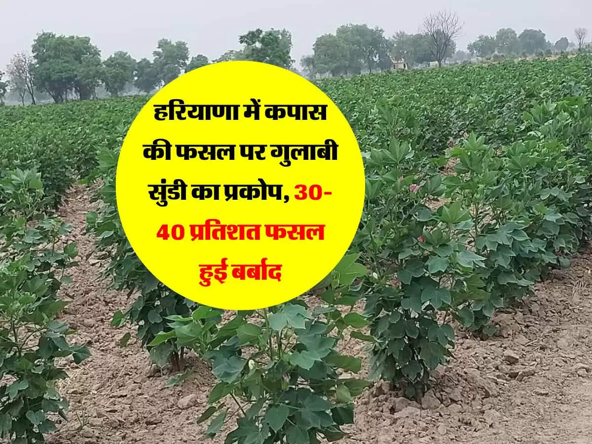 हरियाणा में कपास की फसल पर गुलाबी सुंडी का प्रकोप, 30-40 प्रतिशत फसल हुई बर्बाद