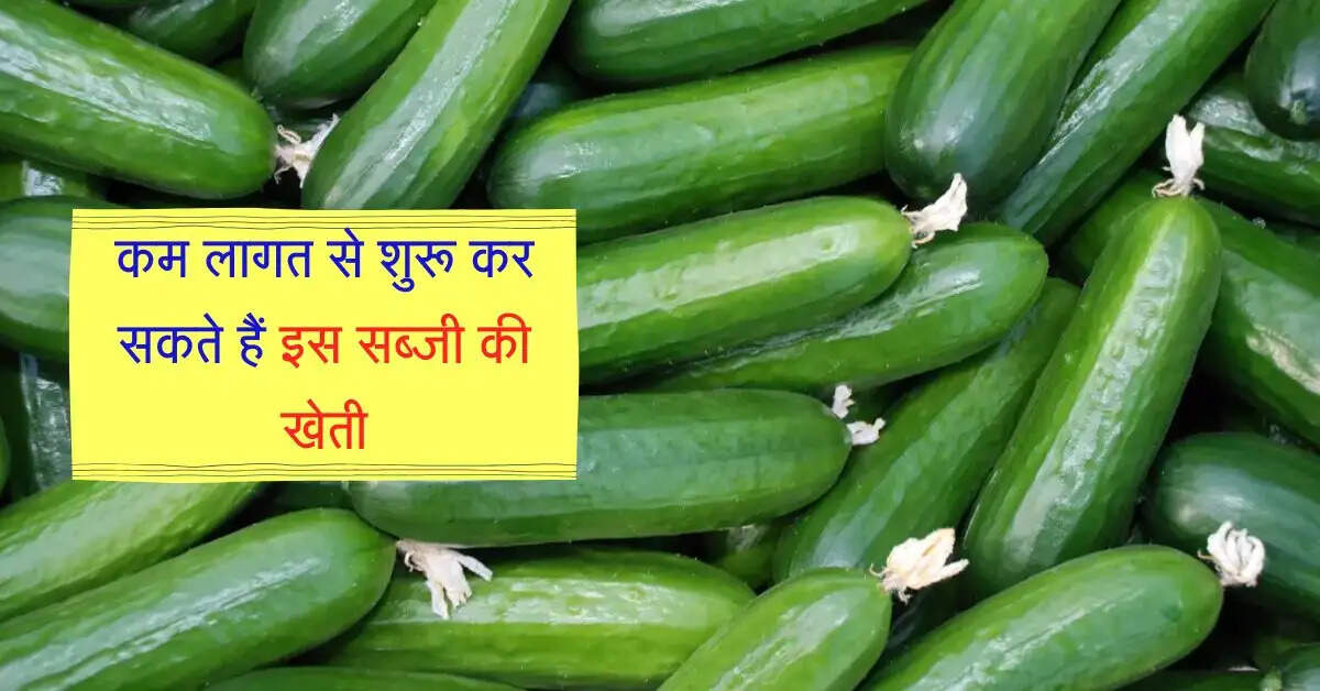 Business Idea : कम लागत से शुरू कर सकते हैं इस सब्जी की खेती, हर महीने देगी 8 लाख तक की इनकम