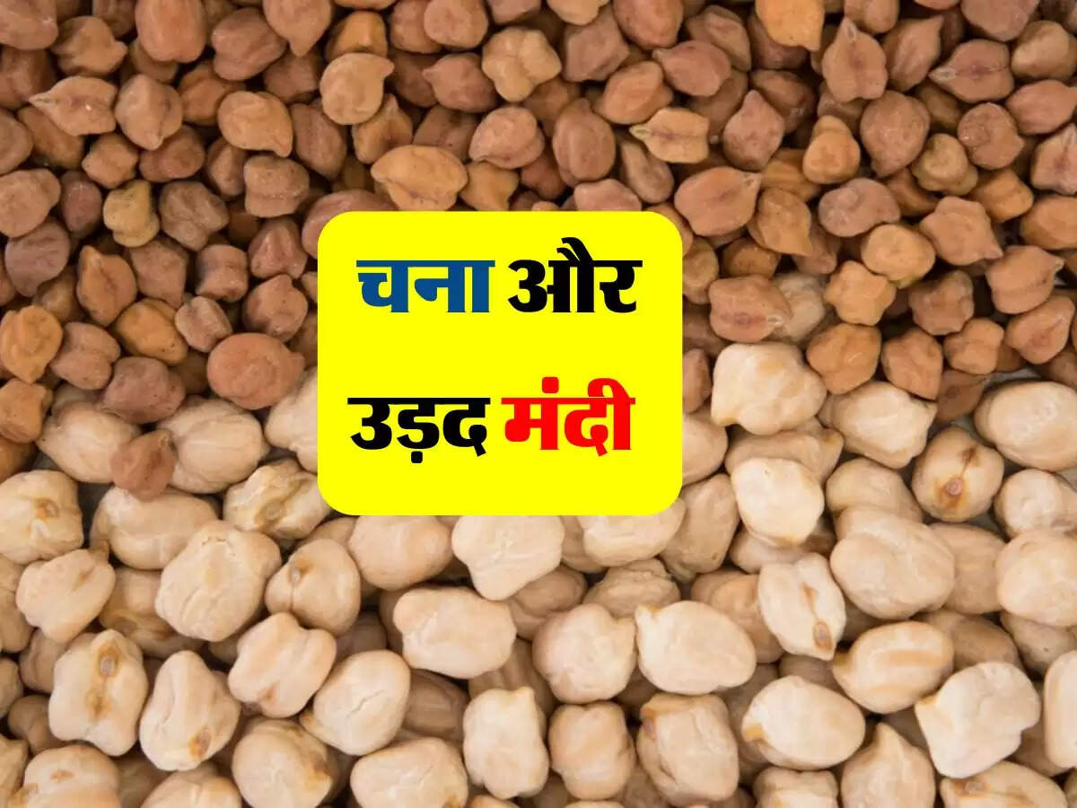 चना फिर 100 रुपए और उड़द 200 रुपए लुढ़का, जानिए तेजी मंदी रिपोर्ट