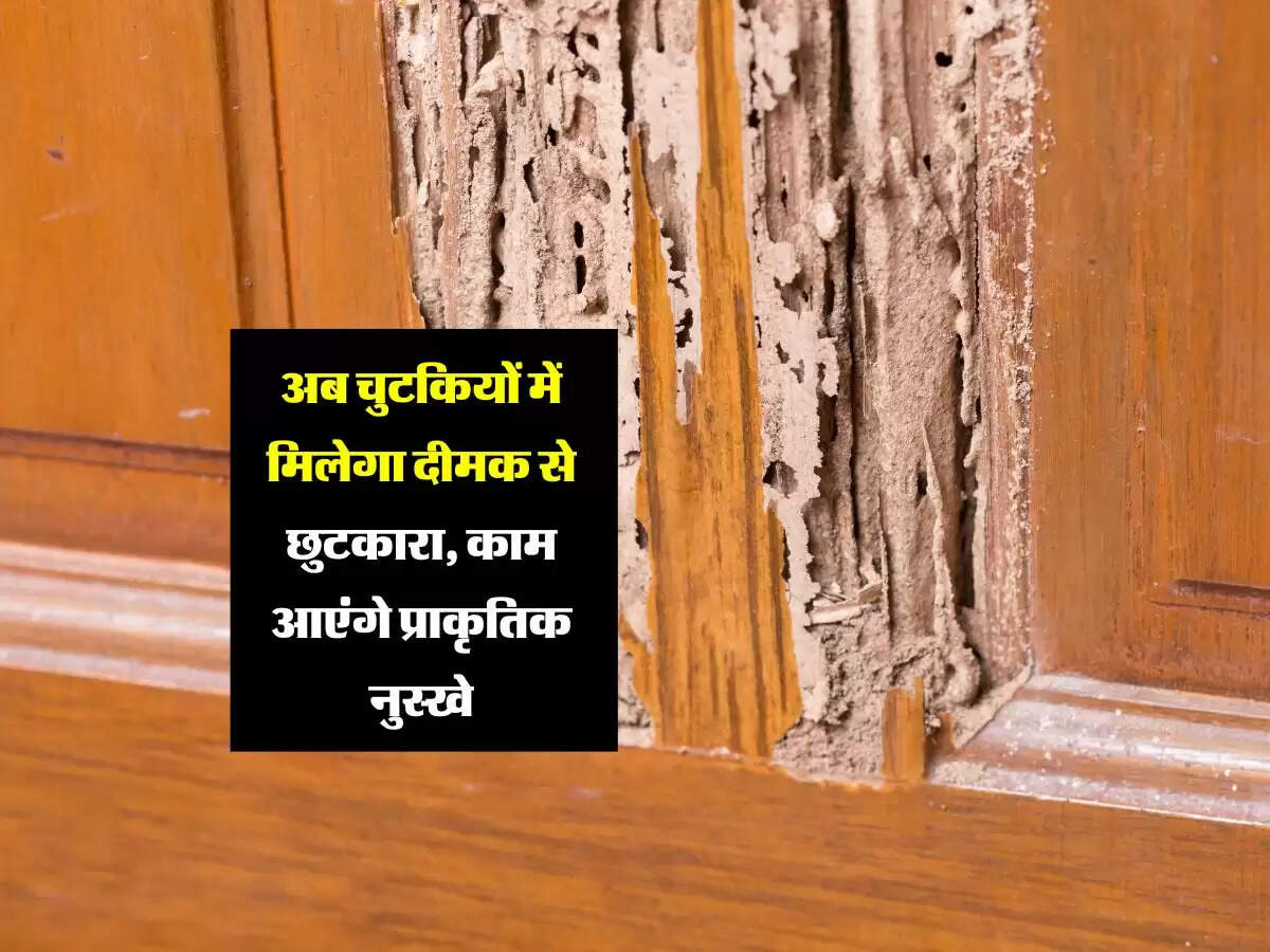 अब चुटकियों में मिलेगा दीमक से छुटकारा, काम आएंगे प्राकृतिक नुस्खे