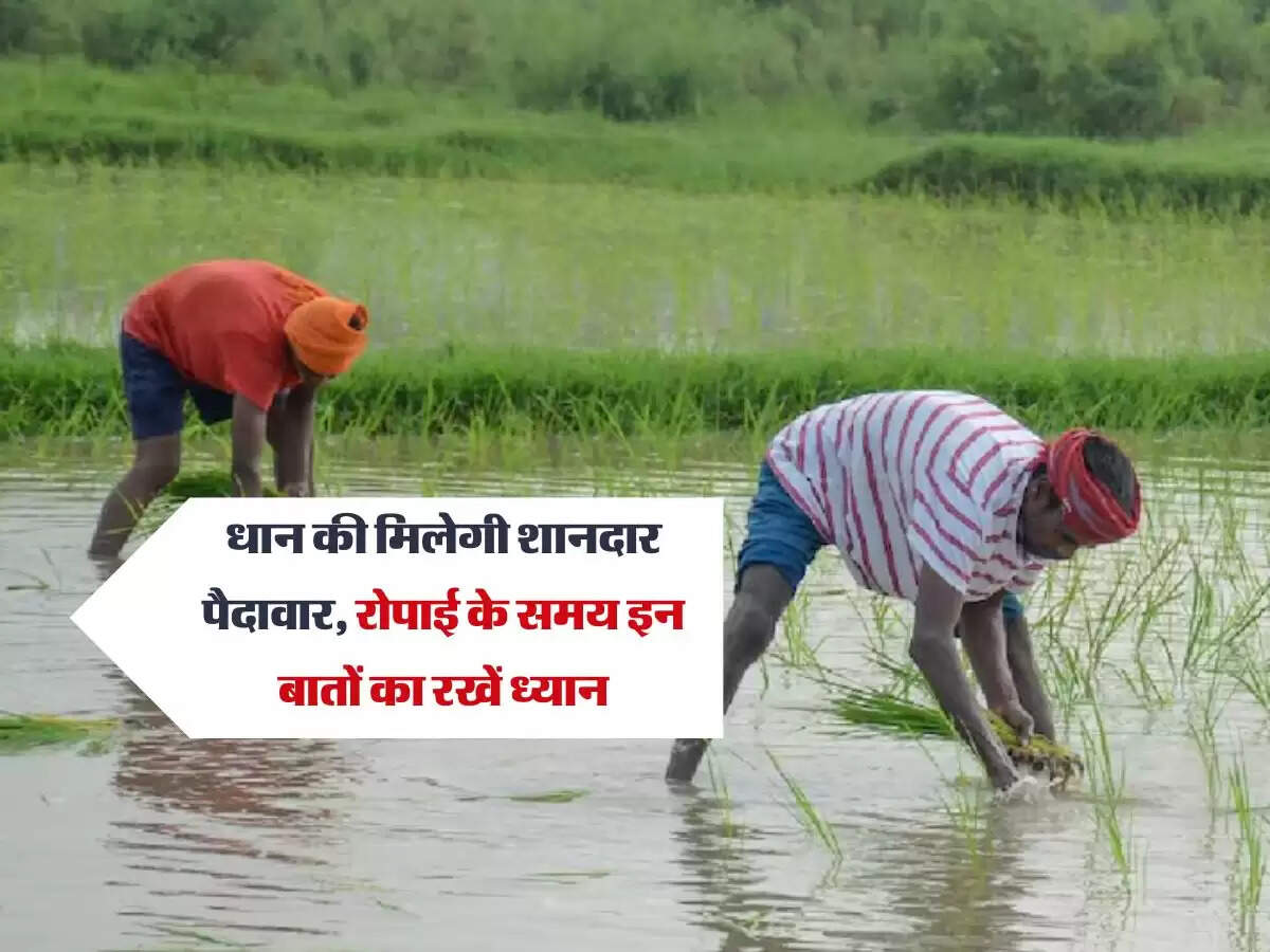 धान की मिलेगी शानदार पैदावार, रोपाई के समय इन बातों का रखें ध्यान