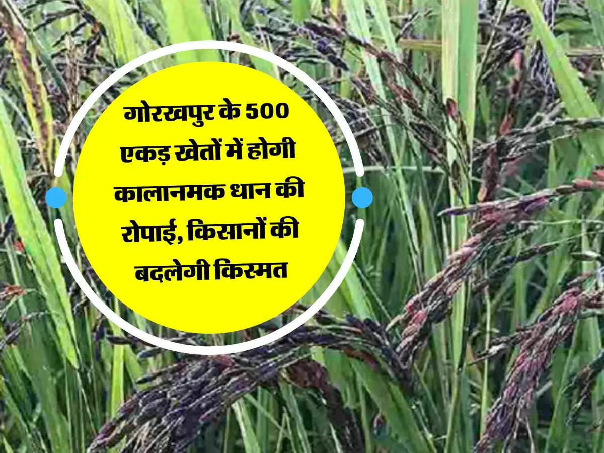गोरखपुर के 500 एकड़ खेतों में होगी कालानमक धान की रोपाई, किसानों की बदलेगी किस्मत