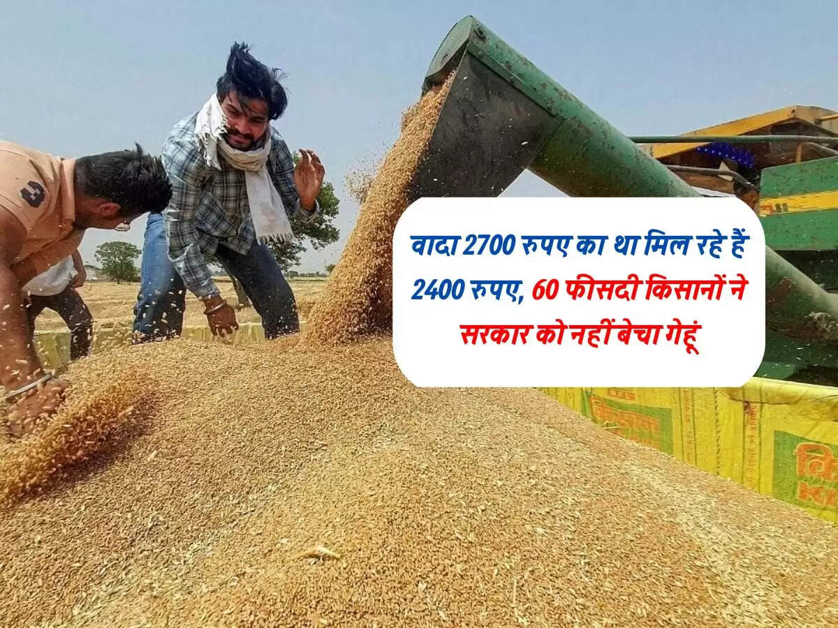 वादा 2700 रुपए का था मिल रहे हैं 2400 रुपए, 60 फीसदी किसानों ने सरकार को नहीं बेचा गेहूं