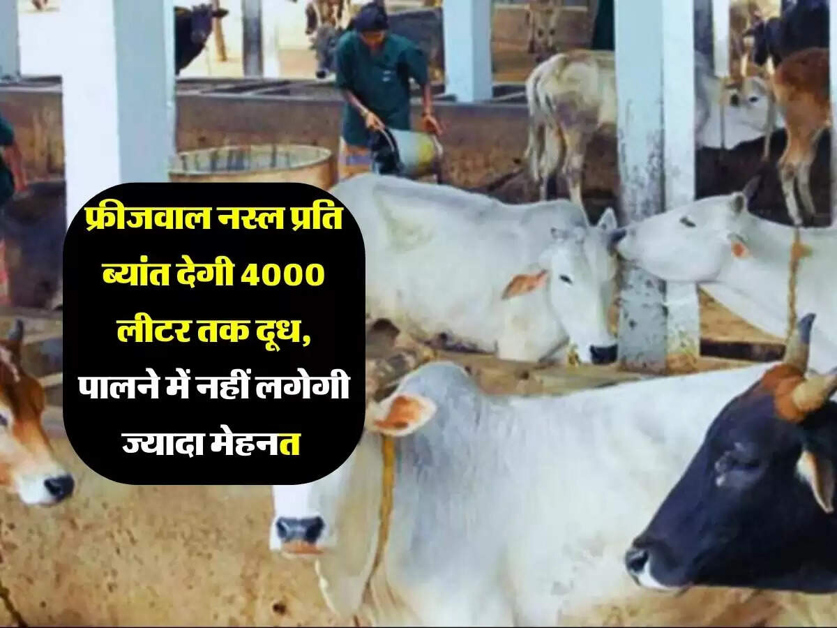 फ्रीजवाल नस्ल प्रति ब्यांत देगी 4000 लीटर तक दूध, पालने में नहीं लगेगी ज्यादा मेहनत&nbsp;
