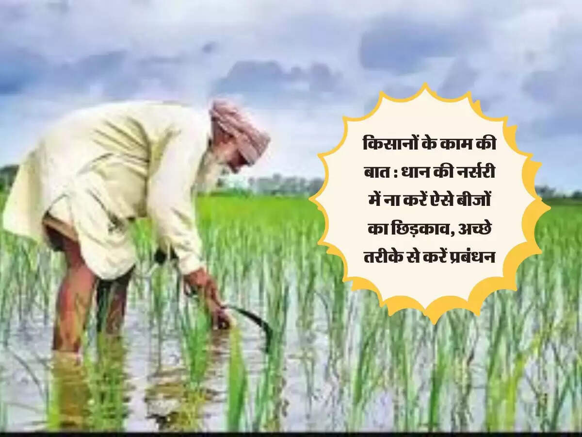 किसानों के काम की बात : धान की नर्सरी में ना करें ऐसे बीजों का छिड़काव, अच्छे तरीके से करें प्रबंधन