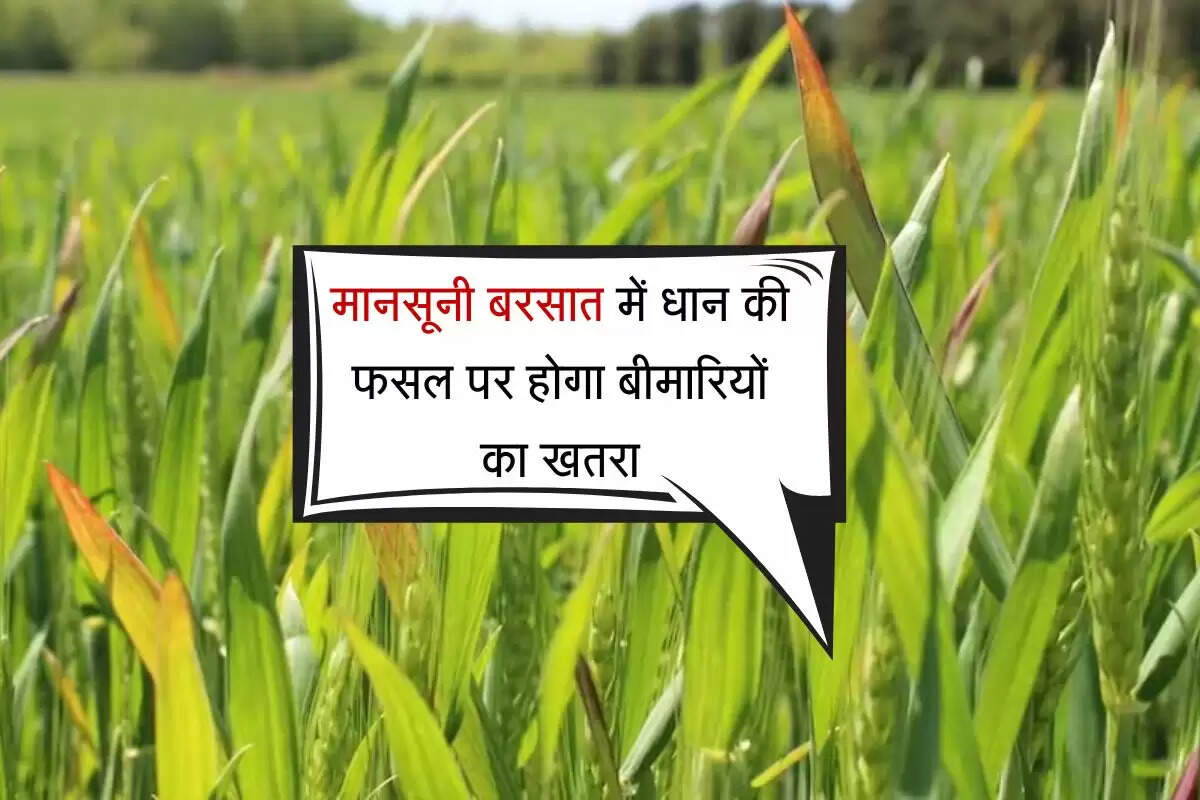 Agri News: मानसूनी बरसात में धान की फसल पर होगा बीमारियों का खतरा, खास ध्यान रखना बेहद जरूरी