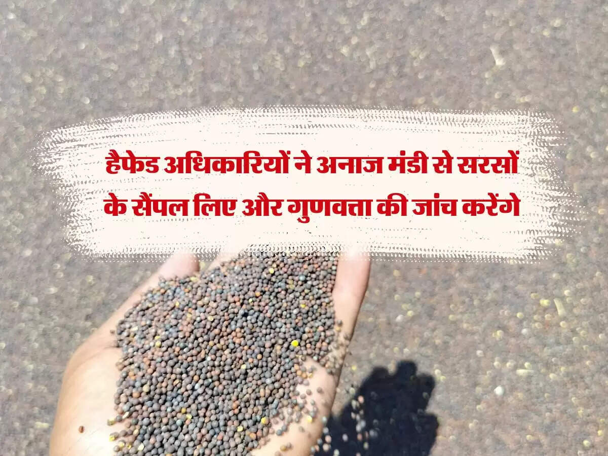 हैफेड अधिकारियों ने अनाज मंडी से सरसों के सैंपल लिए और गुणवत्ता की जांच करेंगे