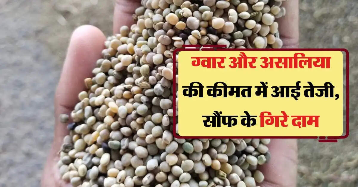 Merta Mandi Bhav : ग्वार और असालिया की कीमत में आई तेजी, सौंफ के गिरे दाम