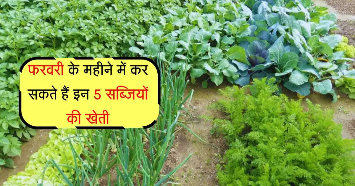 फरवरी के महीने में कर सकते हैं इन 5 सब्जियों की खेती, किसानों को मिलेगा कम खर्च में ज्यादा फायदा
