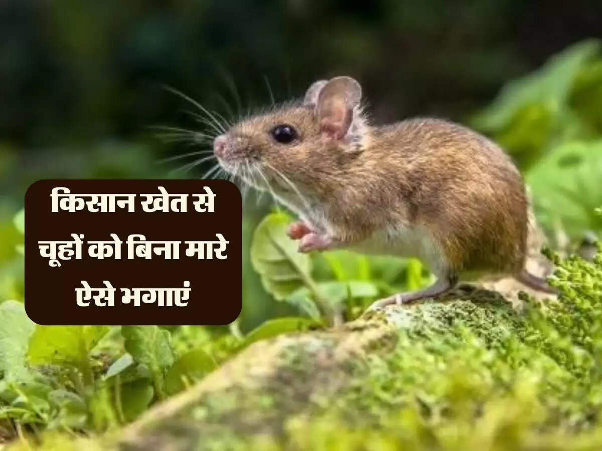 किसान खेत से चूहों को बिना मारे ऐसे भगाएं, सबके घर मिलेगी उपाय की ये चीजें