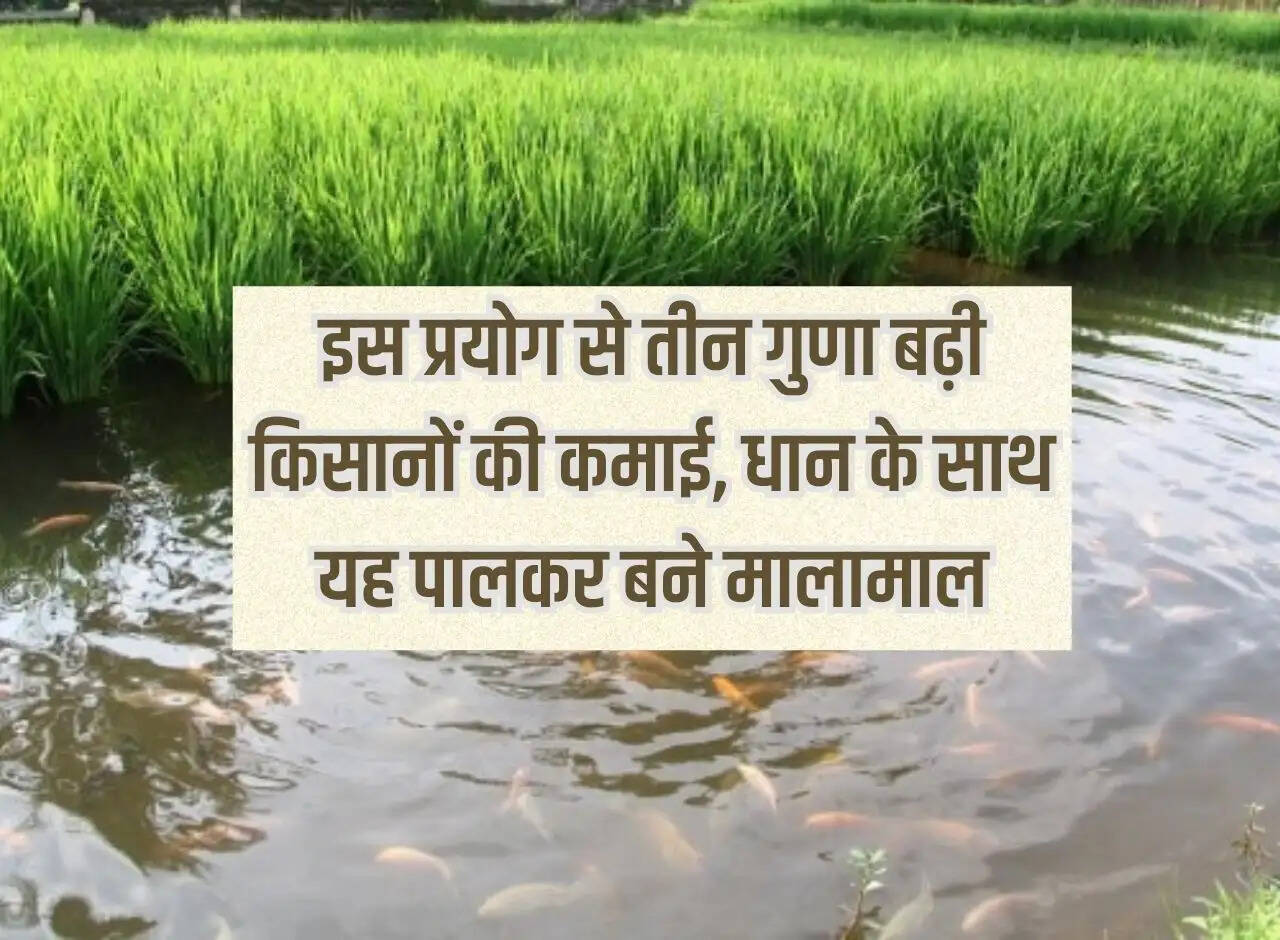 UP News: Farmers' income increased three times due to this experiment, they became rich by rearing this crop along with paddy.