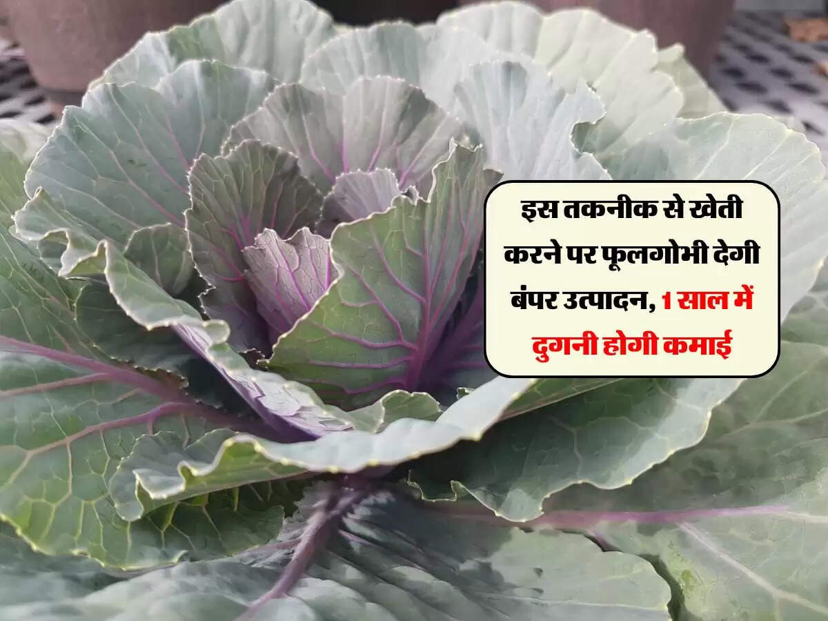 इस तकनीक से खेती करने पर फूलगोभी देगी बंपर उत्पादन, 1 साल में दुगनी होगी कमाई