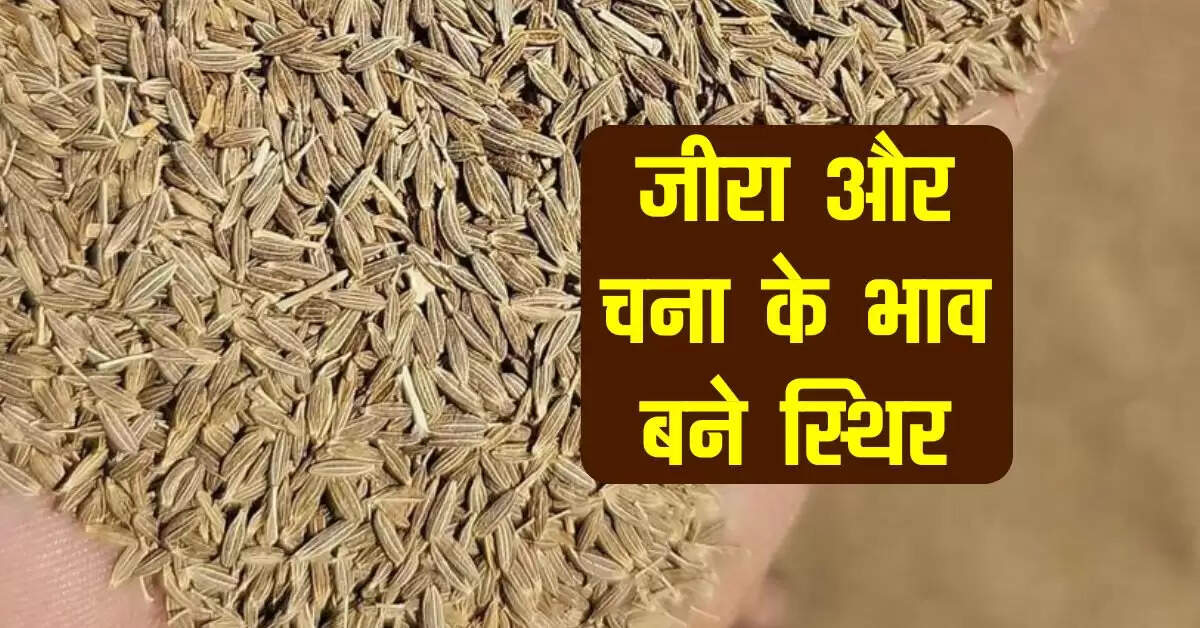 Merta Mandi bhav: जीरा और चना के भाव बने स्थिर, अन्य फसलों के रेट में मामूली बदलाव