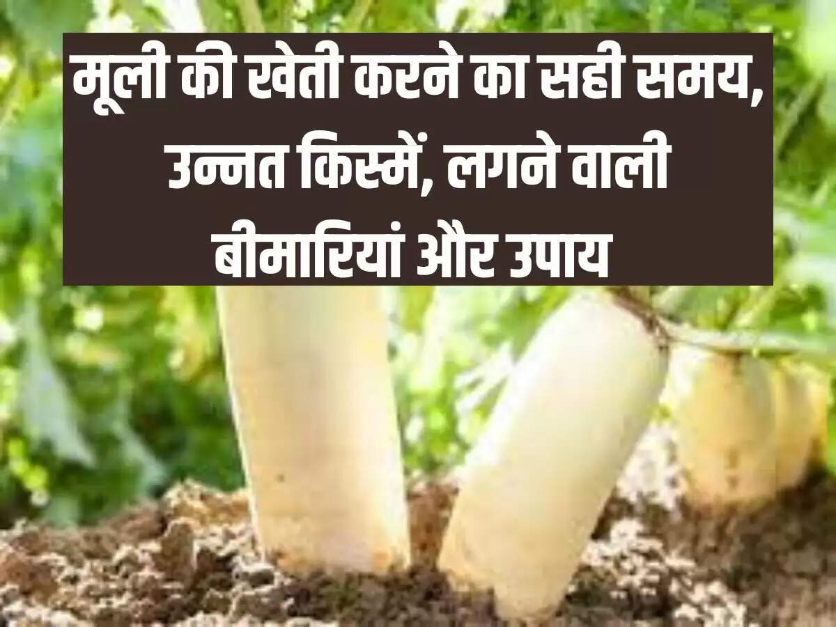 मूली की खेती करने का सही समय, उन्नत किस्में, लगने वाली बीमारियां और उपाय