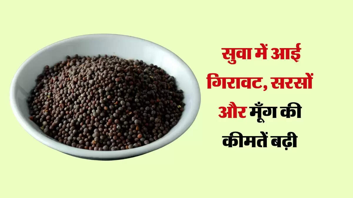 मेड़ता मंडी भाव 4 सितंबर 2024: सुवा में आई गिरावट, सरसों और मूँग की कीमतें बढ़ी