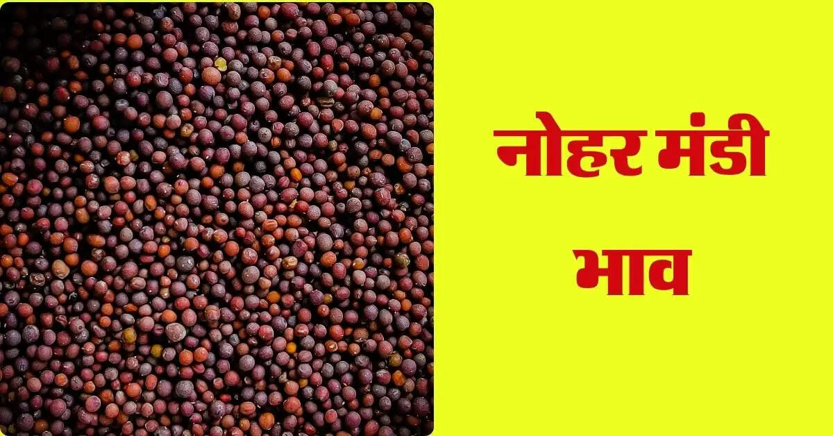 Nohar Mandi Bhav 11 September 2024 : सरसों ने पकड़ी तेजी, चना और गेहूं के रेट स्थिर
