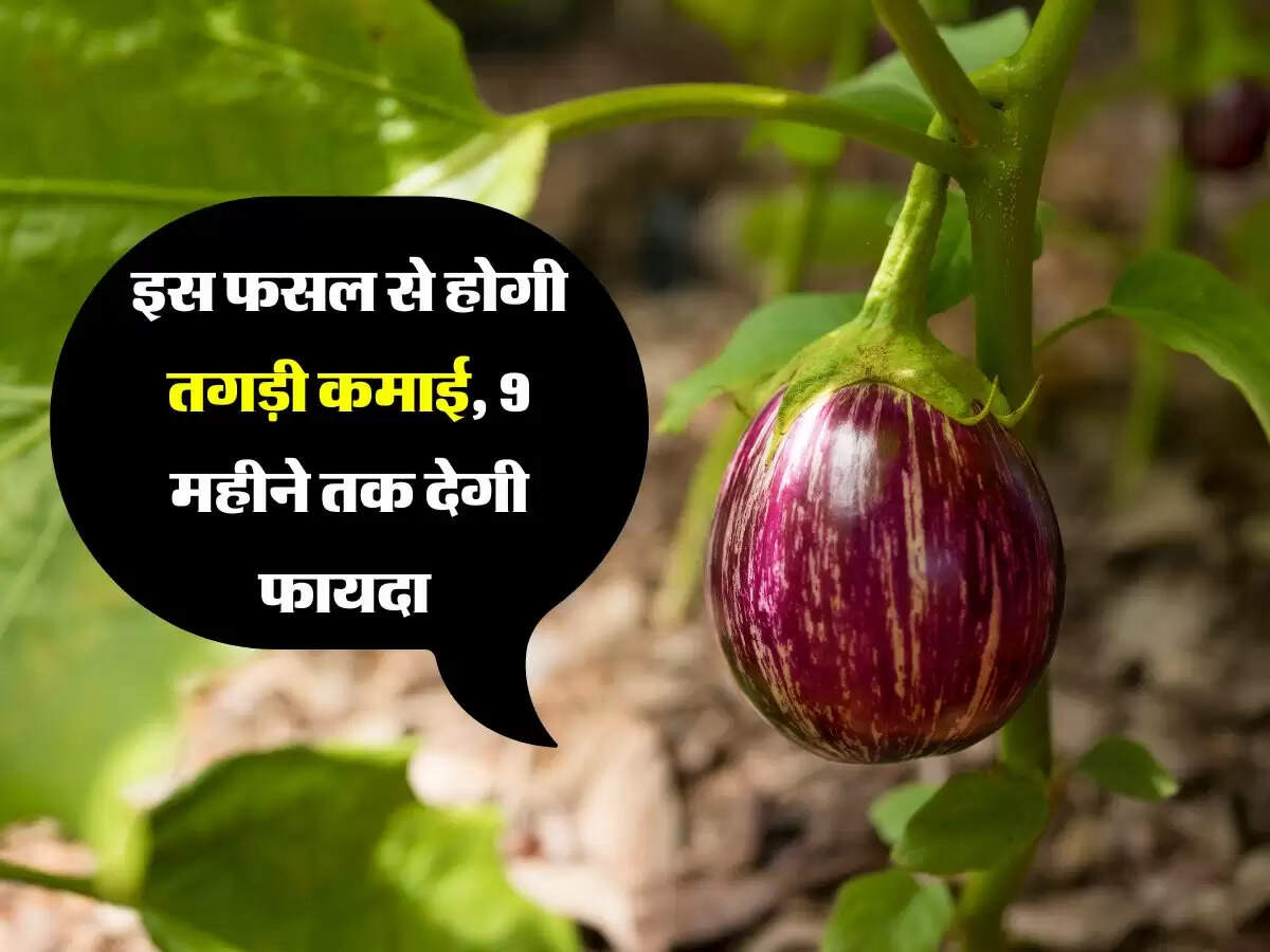 इस फसल से होगी तगड़ी कमाई, 9 महीने तक देगी फायदा