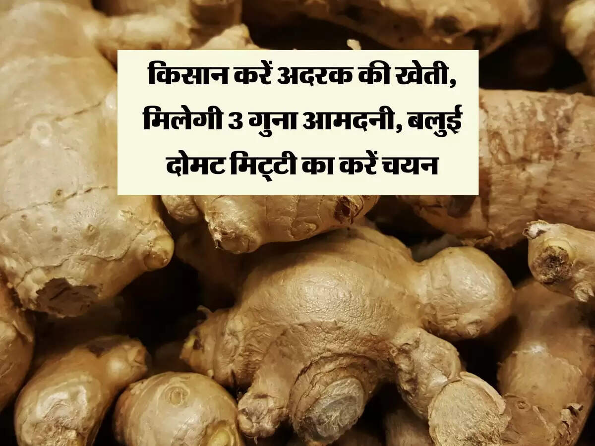 किसान करें अदरक की खेती, मिलेगी 3 गुना आमदनी, बलुई दोमट मिट्टी का करें चयन
