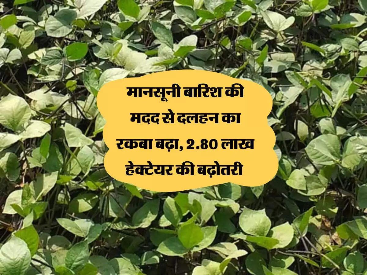 मानसूनी बारिश की मदद से दलहन का रकबा बढ़ा, 2.80 लाख हेक्टेयर की बढ़ोतरी