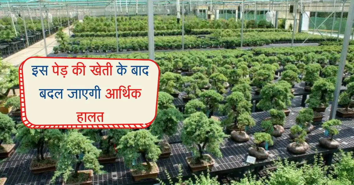 Tree farming : इस पेड़ की खेती के बाद बदल जाएगी आर्थिक हालत, जानें कब, कैसे और कितना आएगा खर्च