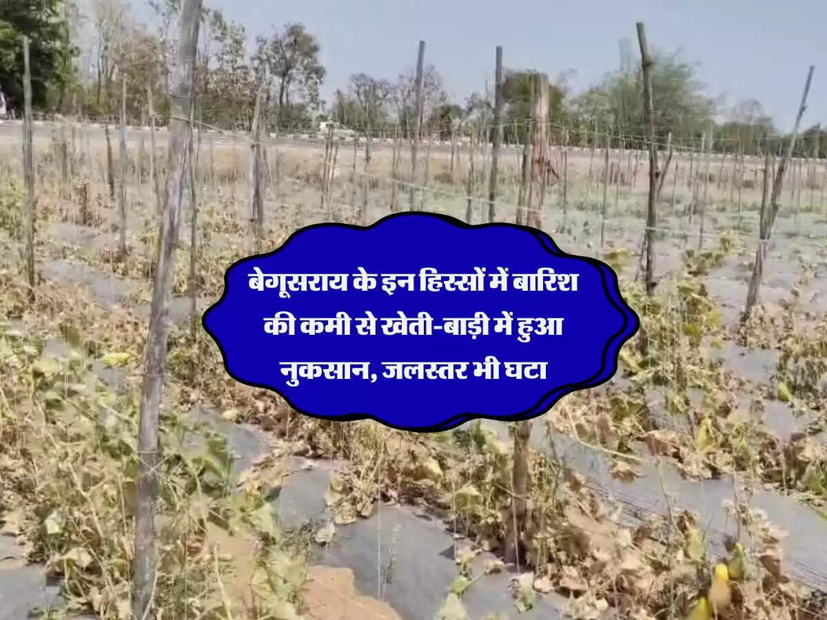 बेगूसराय के इन हिस्सों में बारिश की कमी से खेती-बाड़ी में हुआ नुकसान, जलस्तर भी घटा