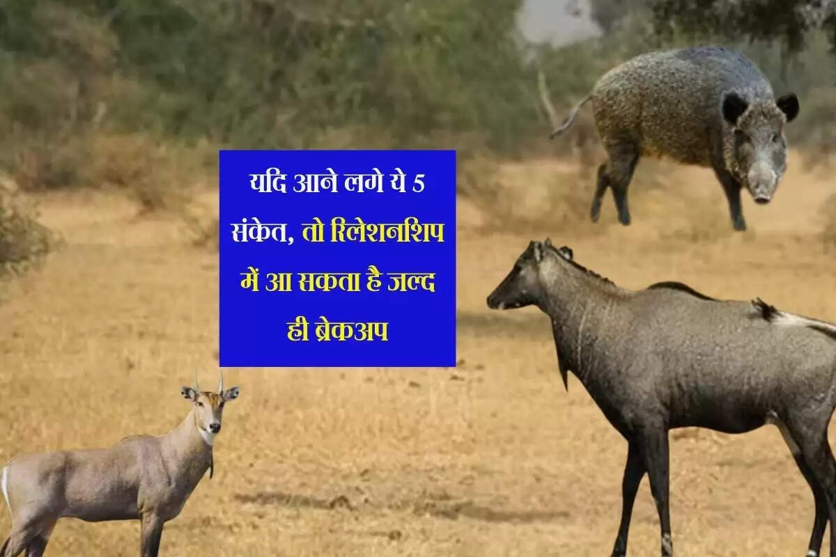 खेत में 50 रुपए के खर्च से नहीं आएंगे जंगली जानवर, फसल बचाने का सस्ता तरीका