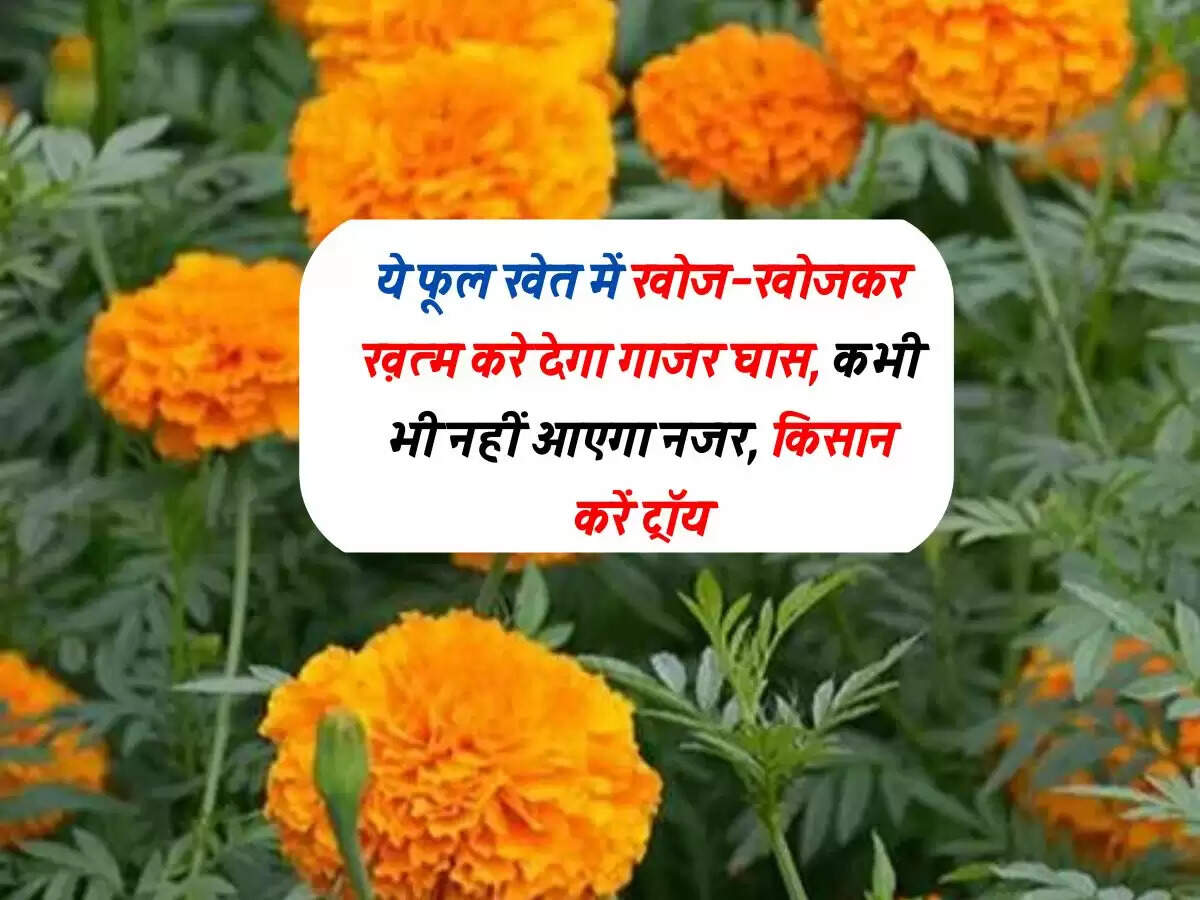 ये फूल खेत में खोज-खोजकर ख़त्म करे देगा गाजर घास, कभी भी नहीं आएगा नजर, किसान करें ट्रॉय