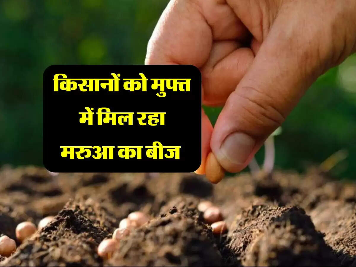 किसानों को मुफ्त में मिल रहा मरुआ का बीज, यहां करें आवेदन