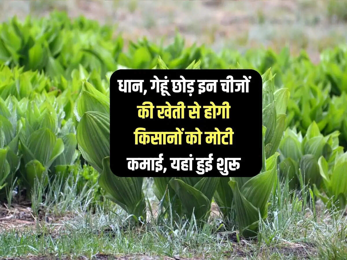 धान, गेहूं छोड़ इन चीजों की खेती से होगी किसानों को मोटी कमाई, यहां हुई शुरू