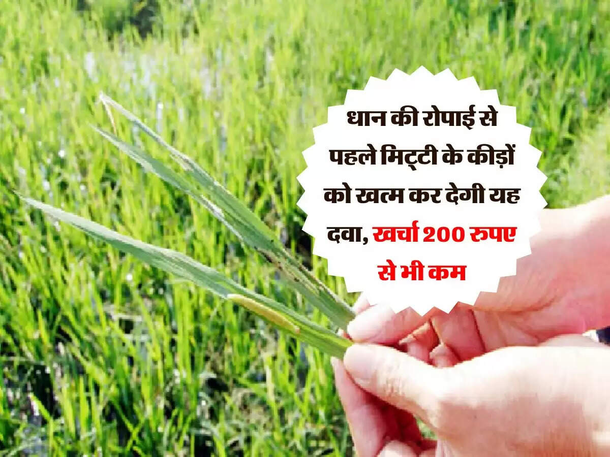 धान की रोपाई से पहले मिट्टी के कीड़ों को खत्म कर देगी यह दवा, खर्चा 200 रुपए से भी कम