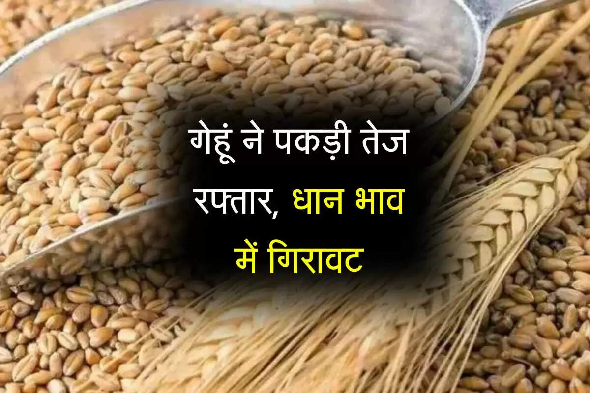 Kota Mandi bhav: गेहूं ने पकड़ी तेज रफ्तार, धान भाव में गिरावट, अन्य जिंसों में उतार-चढ़ाव