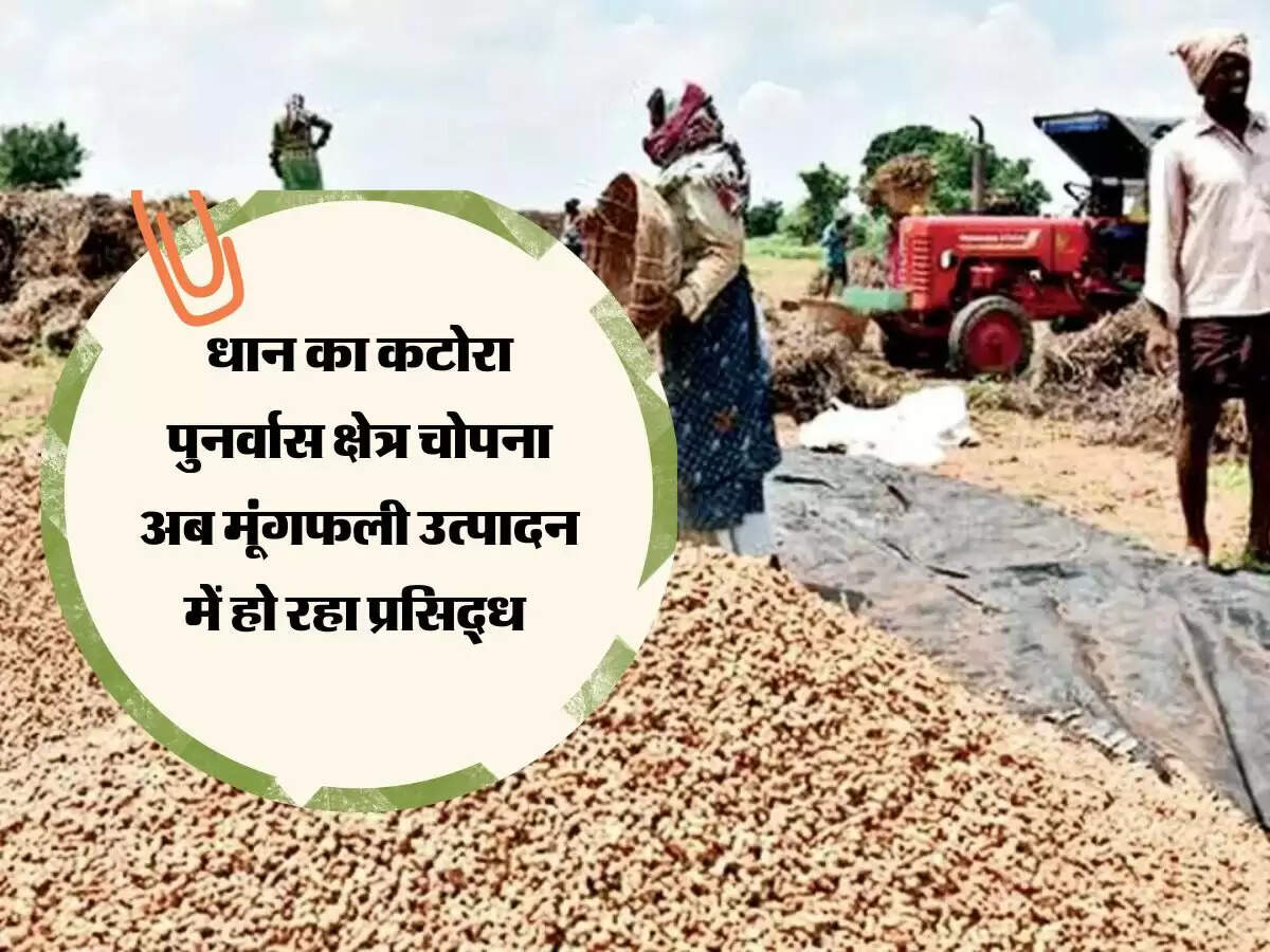 MP News: धान का कटोरा पुनर्वास क्षेत्र चोपना अब मूंगफली उत्पादन में हो रहा प्रसिद्ध &nbsp;