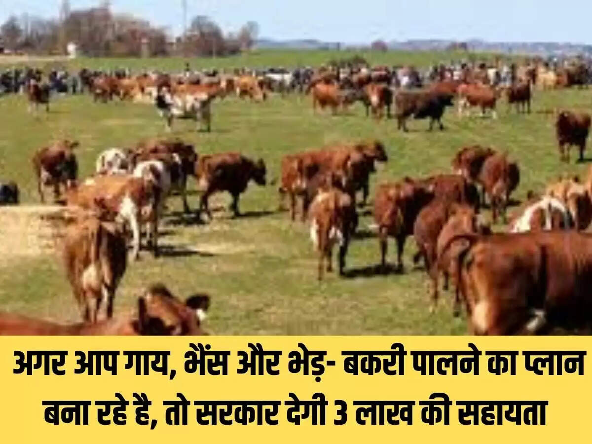 cows 