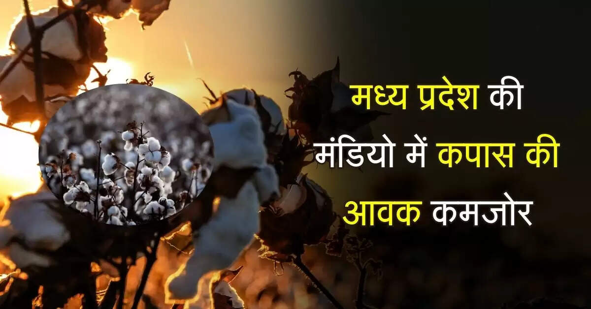 Cotton Bhav: मध्य प्रदेश की मंडियो में कपास की आवक कमजोर, जानिए नए भाव