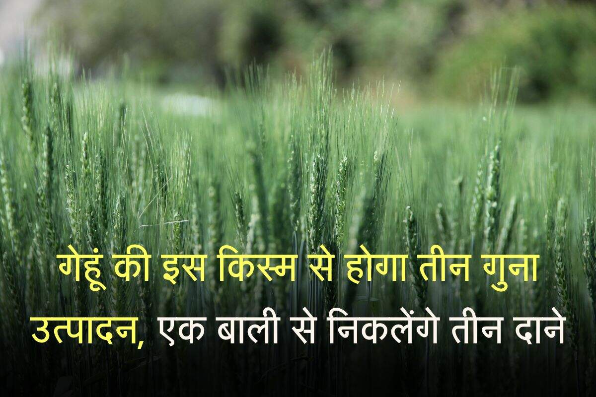 गेहूं की इस किस्म से होगा तीन गुना उत्पादन, एक बाली से निकलेंगे तीन दाने