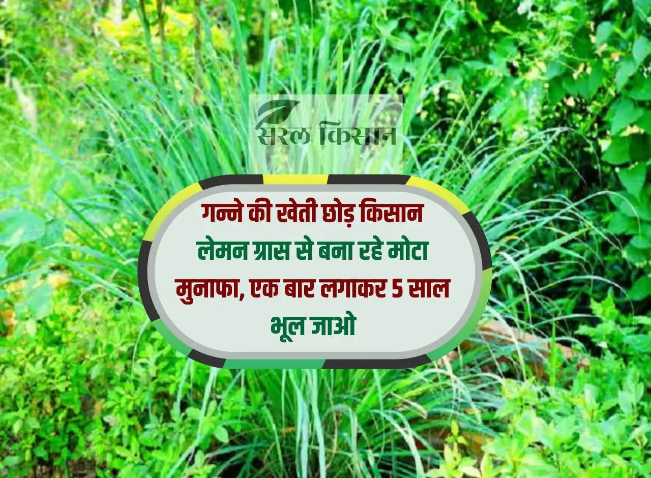 Farmers leaving sugarcane farming and making huge profits from lemon grass, plant it once and forget for 5 years.