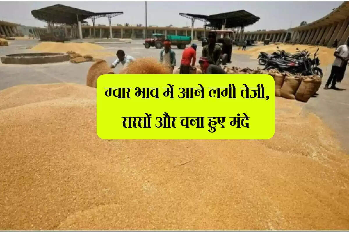 Jaipur Mandi bhav: ग्वार भाव में आने लगी तेजी, सरसों और चना हुए मंदे