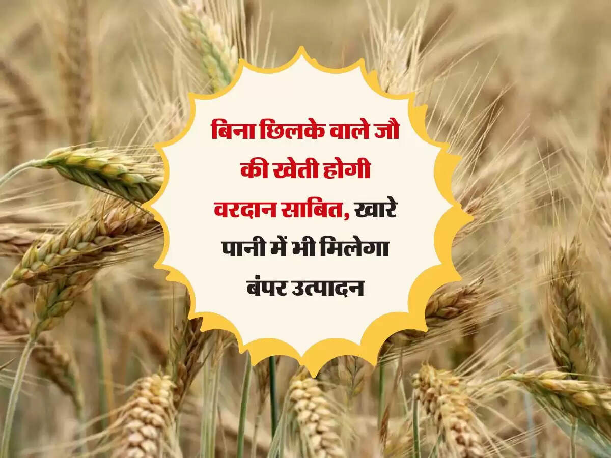 बिना छिलके वाले जौ की खेती होगी वरदान साबित, खारे पानी में भी मिलेगा बंपर उत्पादन