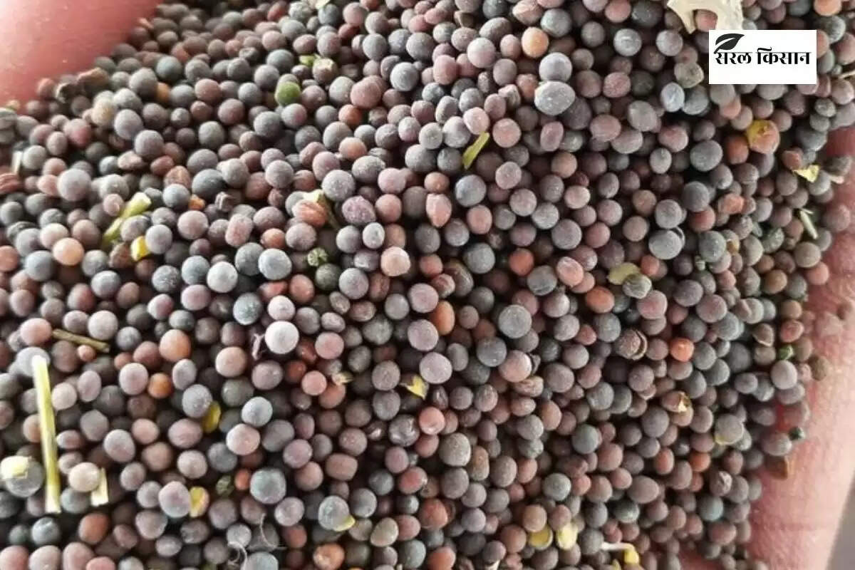 Jaipur Mandi Bhav: ग्वार सीड 100 रुपए और गम 300 रुपए मंदा, सरसों में तेजी