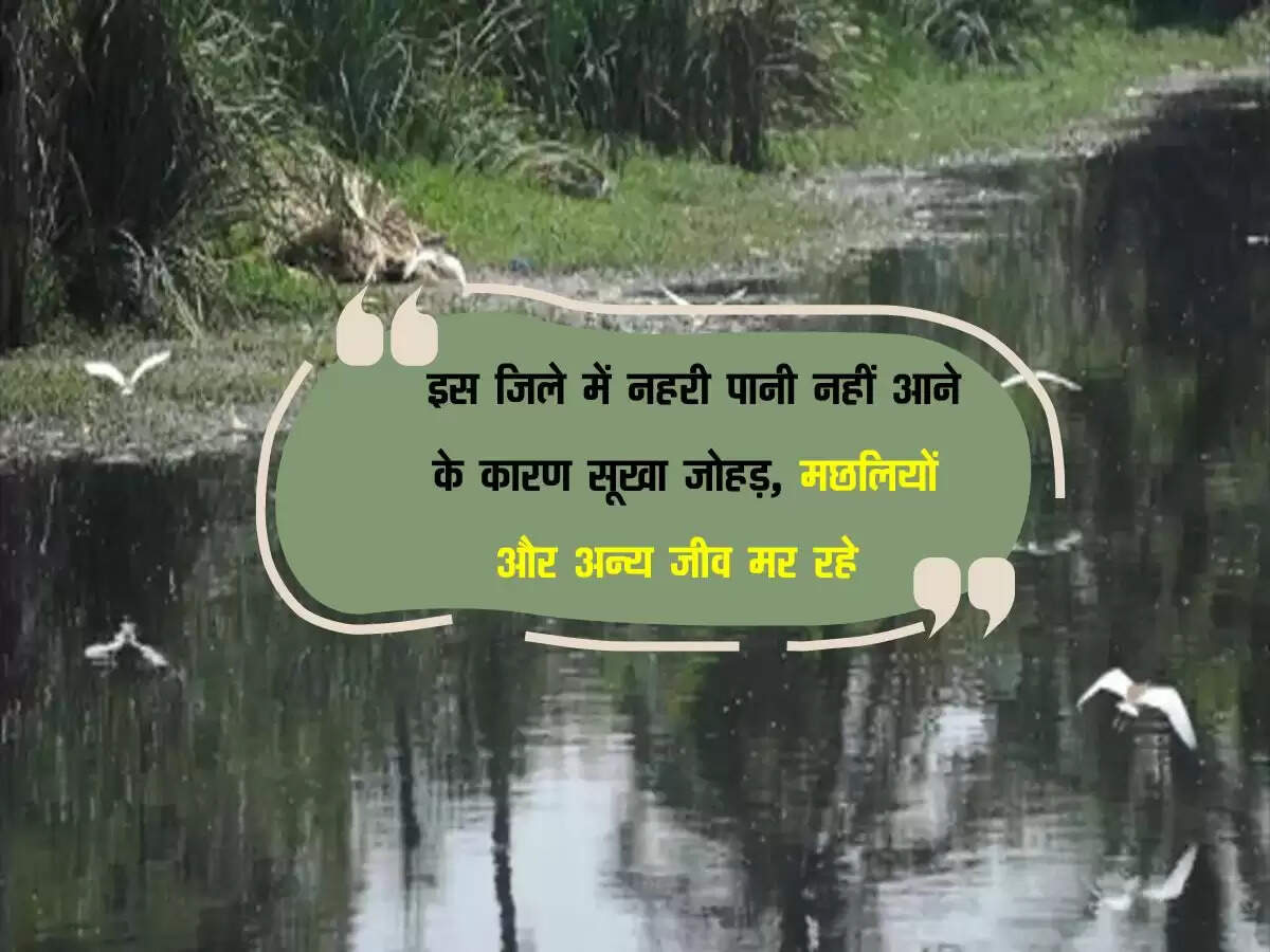 Haryana News : इस जिले में नहरी पानी नहीं आने के कारण सूखा जोहड़, मछलियों और अन्य जीव मर रहे