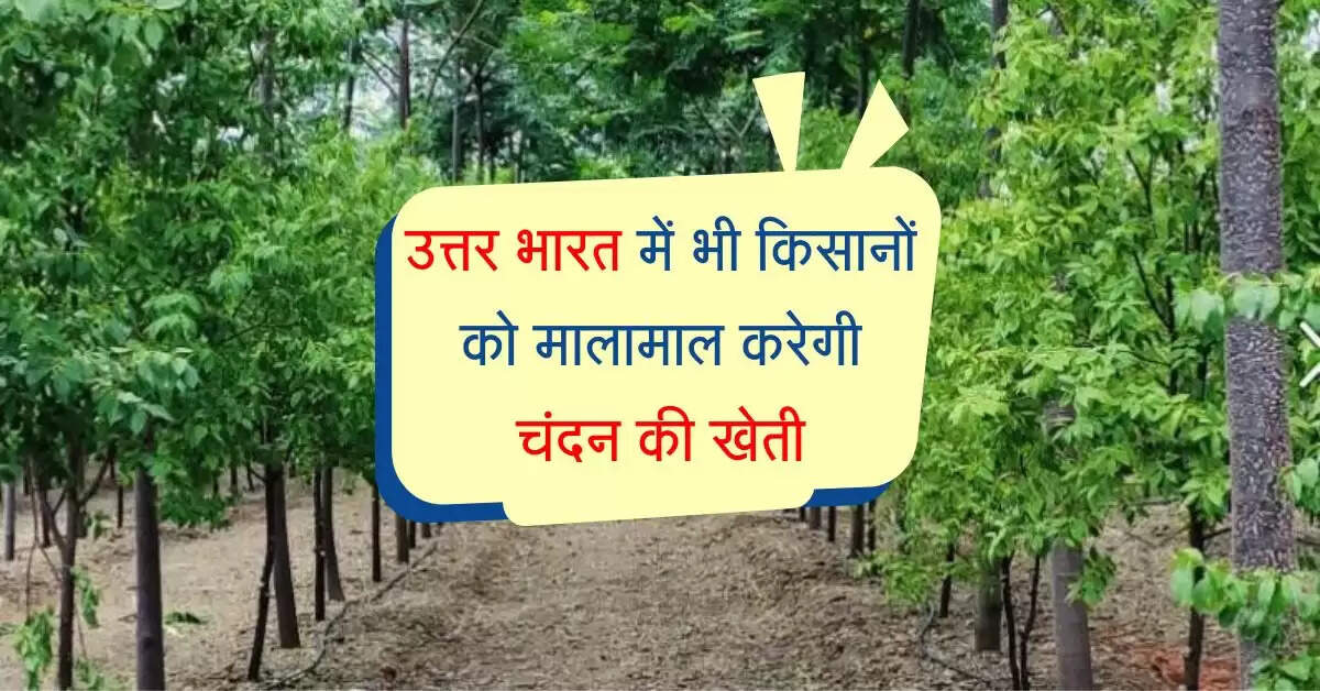 Chandan Farming: उत्तर भारत में भी किसानों को मालामाल करेगी चंदन की खेती, किया जा रहा शोध