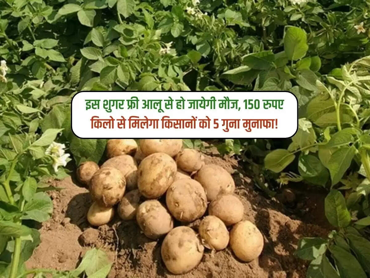 इस शुगर फ्री आलू से हो जायेगी मौज, 150 रुपए किलो से मिलेगा किसानों को 5 गुना मुनाफा!