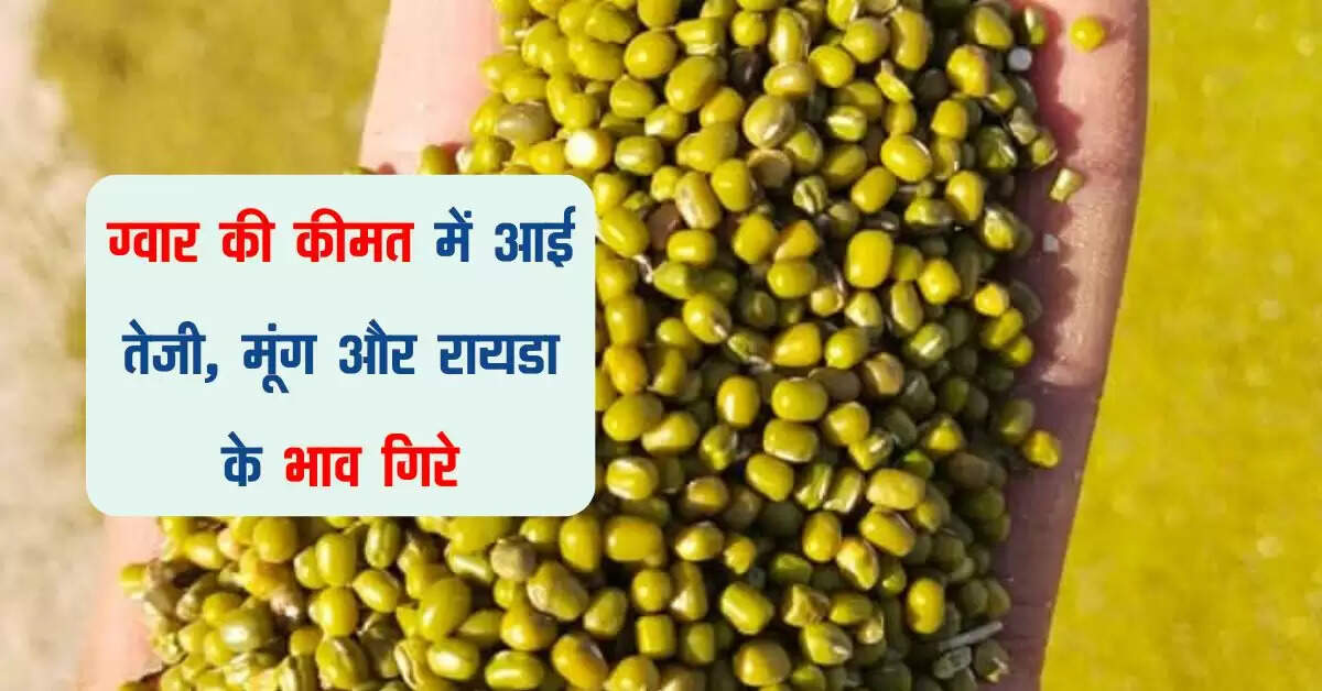 Merta Mandi Bhav: ग्वार की कीमत में आई तेजी, मूंग और रायडा के भाव गिरे